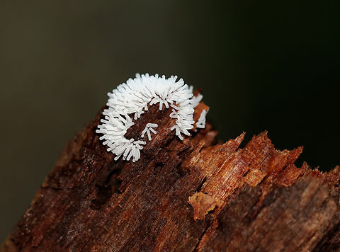 Coral Slime Mold - Ceratiomyxa fruticulosa Habitat: Growing on rotting wood in a mixed forest
https://www.jungledragon.com/image/135442/coral_slime_mold_-_ceratiomyxa_fruticulosa.html Ceratiomyxa,Ceratiomyxa fruticulosa,Geotagged,Summer,United States,slime mold