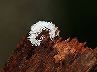 Coral Slime Mold - Ceratiomyxa fruticulosa Habitat: Growing on rotting wood in a mixed forest<br />
https://www.jungledragon.com/image/135442/coral_slime_mold_-_ceratiomyxa_fruticulosa.html Ceratiomyxa,Ceratiomyxa fruticulosa,Geotagged,Summer,United States,slime mold