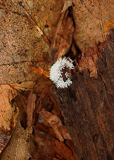Coral Slime Mold - Ceratiomyxa fruticulosa Habitat: Growing on rotting wood in a mixed forest
https://www.jungledragon.com/image/135441/coral_slime_mold_-_ceratiomyxa_fruticulosa.html Ceratiomyxa fruticulosa,Geotagged,Summer,United States