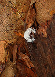 Coral Slime Mold - Ceratiomyxa fruticulosa Habitat: Growing on rotting wood in a mixed forest<br />
https://www.jungledragon.com/image/135441/coral_slime_mold_-_ceratiomyxa_fruticulosa.html Ceratiomyxa fruticulosa,Geotagged,Summer,United States