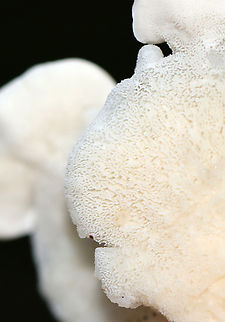 Fungus - Order Polyporales, Climacocystis borealis Growing in leaf litter/on the ground; mixed forest
https://www.jungledragon.com/image/135481/fungus_-_order_polyporales.html Climacocystis Borealis,Climacocystis borealis,Geotagged,Summer,United States
