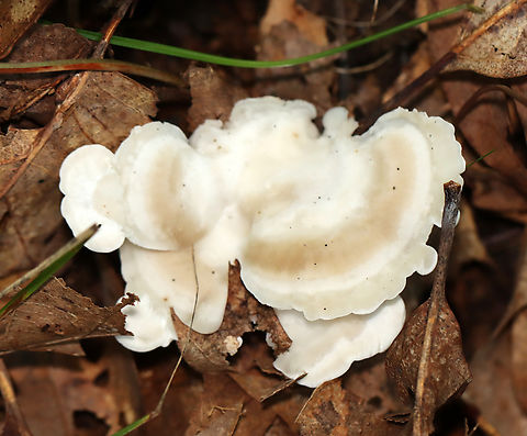Fungus - Order Polyporales, Climacocystis borealis Growing in leaf litter/on the ground; mixed forest
https://www.jungledragon.com/image/135480/fungus_-_order_polyporales.html Climacocystis Borealis,Climacocystis borealis,Geotagged,Summer,United States,fungus,mushroom,polyporales,polypore
