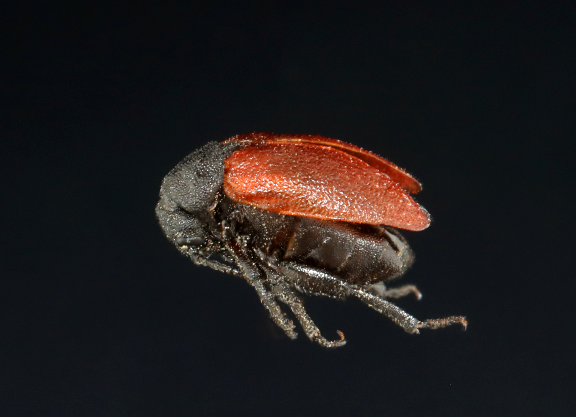 Blood-winged Blister Beetle - Tricrania sanguinipennis I spotted a bunch of these beetles when I was watching my son&#039;s baseball game. I collected one beetle because I knew my phone pics would be terrible. I got video of them mating and wandering in and out of bee holes in the dirt.<br />
<br />
These beetles are flightless parasitoids of colonial bees. The adults overwinter in brood cells of the host and emerge in early spring.<br />
<br />
<br />
<section class="video"><iframe width="448" height="252" src="https://player.vimeo.com/video/712651923?title=0&byline=0&portrait=0" frameborder="0"></iframe></section><br />
<section class="video"><iframe width="448" height="252" src="https://player.vimeo.com/video/712651750?title=0&byline=0&portrait=0" frameborder="0"></iframe></section><br />
<br />
Habitat: Bee holes in the ground; little league baseball field in a rural area<br />
<br />
<figure class="photo"><a href="https://www.jungledragon.com/image/135514/blood-winged_blister_beetle_-_tricrania_sanguinipennis.html" title="Blood-winged Blister Beetle - Tricrania sanguinipennis"><img src="https://s3.amazonaws.com/media.jungledragon.com/images/3232/135514_thumb.jpg?AWSAccessKeyId=05GMT0V3GWVNE7GGM1R2&Expires=1767225610&Signature=RvezDkG2Pghfn4luxUN2KLKwwLg%3D" width="200" height="146" alt="Blood-winged Blister Beetle - Tricrania sanguinipennis I spotted a bunch of these beetles when I was watching my son&#039;s baseball game. I collected one beetle because I knew my phone pics would be terrible. I got video of them mating and wandering in and out of bee holes in the dirt.<br />
<br />
These beetles are flightless parasitoids of colonial bees. The adults overwinter in brood cells of the host and emerge in early spring.<br />
<br />
<br />
https://vimeo.com/712651923<br />
https://vimeo.com/712651750<br />
<br />
Habitat: Bee holes in the ground; little league baseball field in a rural area<br />
<br />
https://www.jungledragon.com/image/135514/blister_beetle_-_tricrania_sanguinipennis.html<br />
https://www.jungledragon.com/image/135516/blister_beetle_-_tricrania_sanguinipennis.html<br />
https://www.jungledragon.com/image/135515/blister_beetle_-_tricrania_sanguinipennis.html Blood-winged Blister Beetle,Geotagged,Meloidae,Spring,Tricrania,Tricrania sanguinipennis,United States,beetle,blister beetle" /></a></figure><br />
<figure class="photo"><a href="https://www.jungledragon.com/image/135516/blister_beetle_-_tricrania_sanguinipennis.html" title="Blister Beetle - Tricrania sanguinipennis"><img src="https://s3.amazonaws.com/media.jungledragon.com/images/3232/135516_thumb.jpg?AWSAccessKeyId=05GMT0V3GWVNE7GGM1R2&Expires=1767225610&Signature=RGYKFnBhDvQeeGk2VZitQhgG83g%3D" width="142" height="152" alt="Blister Beetle - Tricrania sanguinipennis I spotted a bunch of these beetles when I was watching my son&#039;s baseball game. I collected one beetle because I knew my phone pics would be terrible. I got video of them mating and wandering in and out of bee holes in the dirt.<br />
<br />
These beetles are flightless parasitoids of colonial bees. The adults overwinter in brood cells of the host and emerge in early spring.<br />
<br />
<br />
https://vimeo.com/712651923<br />
https://vimeo.com/712651750<br />
<br />
Habitat: Bee holes in the ground; little league baseball field in a rural area<br />
https://www.jungledragon.com/image/135514/blister_beetle_-_tricrania_sanguinipennis.html<br />
https://www.jungledragon.com/image/135516/blister_beetle_-_tricrania_sanguinipennis.html<br />
https://www.jungledragon.com/image/135515/blister_beetle_-_tricrania_sanguinipennis.html Geotagged,Tricrania sanguinipennis,United States" /></a></figure><br />
<figure class="photo"><a href="https://www.jungledragon.com/image/135515/blister_beetle_-_tricrania_sanguinipennis.html" title="Blister Beetle - Tricrania sanguinipennis"><img src="https://s3.amazonaws.com/media.jungledragon.com/images/3232/135515_thumb.jpg?AWSAccessKeyId=05GMT0V3GWVNE7GGM1R2&Expires=1767225610&Signature=48a%2BsFRWIOToRDkBlUlPWJw95i0%3D" width="200" height="156" alt="Blister Beetle - Tricrania sanguinipennis I spotted a bunch of these beetles when I was watching my son&#039;s baseball game. I collected one beetle because I knew my phone pics would be terrible. I got video of them mating and wandering in and out of bee holes in the dirt.<br />
<br />
These beetles are flightless parasitoids of colonial bees. The adults overwinter in brood cells of the host and emerge in early spring.<br />
<br />
<br />
https://vimeo.com/712651923<br />
https://vimeo.com/712651750<br />
<br />
Habitat: Bee holes in the ground; little league baseball field in a rural area<br />
https://www.jungledragon.com/image/135514/blister_beetle_-_tricrania_sanguinipennis.html<br />
https://www.jungledragon.com/image/135516/blister_beetle_-_tricrania_sanguinipennis.html<br />
https://www.jungledragon.com/image/135515/blister_beetle_-_tricrania_sanguinipennis.html Geotagged,Spring,Tricrania sanguinipennis,United States" /></a></figure> Blood-winged Blister Beetle,Geotagged,Meloidae,Spring,Tricrania,Tricrania sanguinipennis,United States,beetle,blister beetle