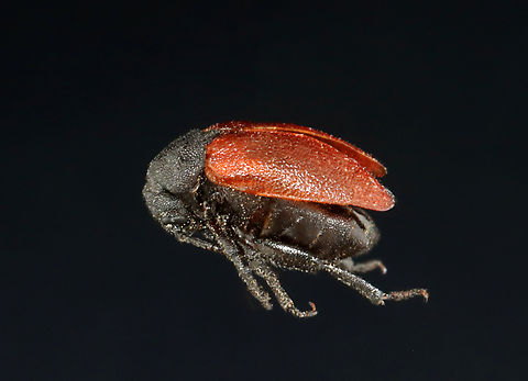 Blood-winged Blister Beetle - Tricrania sanguinipennis I spotted a bunch of these beetles when I was watching my son's baseball game. I collected one beetle because I knew my phone pics would be terrible. I got video of them mating and wandering in and out of bee holes in the dirt.

These beetles are flightless parasitoids of colonial bees. The adults overwinter in brood cells of the host and emerge in early spring.


https://vimeo.com/712651923
https://vimeo.com/712651750

Habitat: Bee holes in the ground; little league baseball field in a rural area

https://www.jungledragon.com/image/135514/blister_beetle_-_tricrania_sanguinipennis.html
https://www.jungledragon.com/image/135516/blister_beetle_-_tricrania_sanguinipennis.html
https://www.jungledragon.com/image/135515/blister_beetle_-_tricrania_sanguinipennis.html Blood-winged Blister Beetle,Geotagged,Meloidae,Spring,Tricrania,Tricrania sanguinipennis,United States,beetle,blister beetle