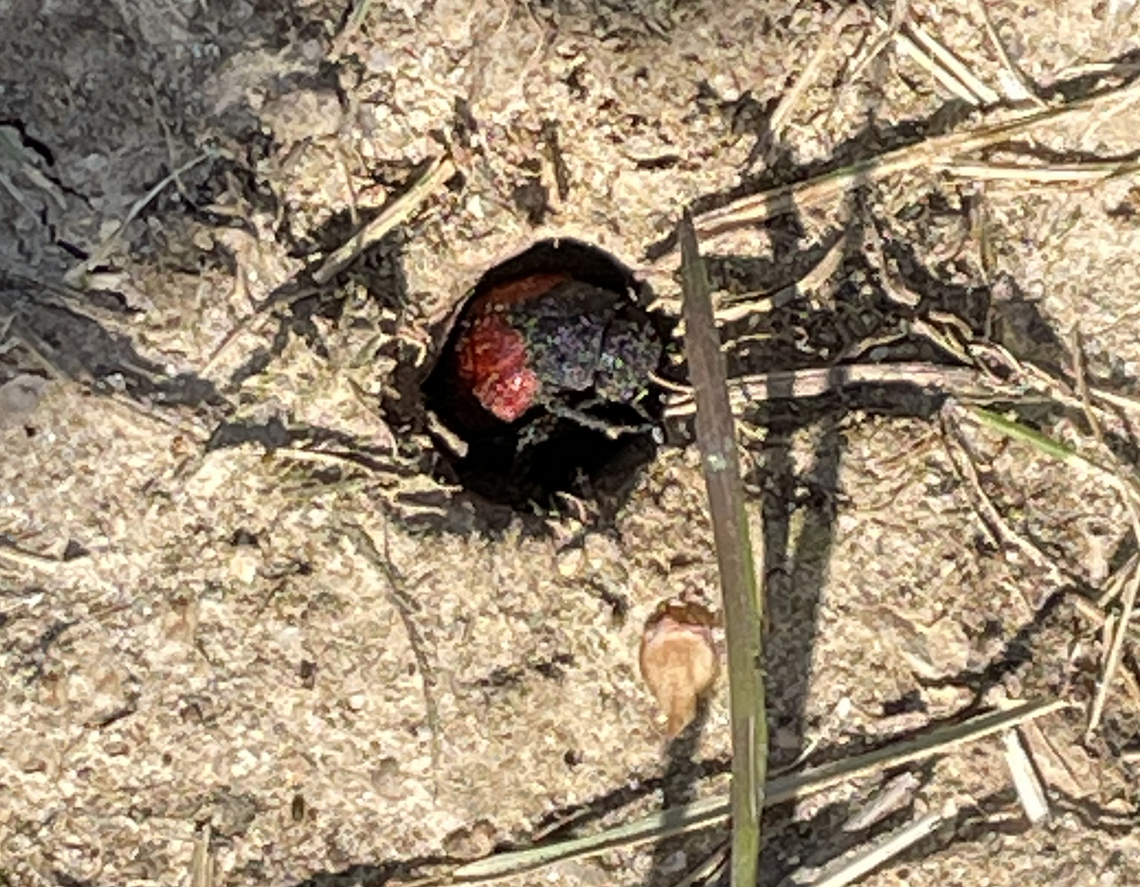 Blister Beetle - Tricrania sanguinipennis I spotted a bunch of these beetles when I was watching my son&#039;s baseball game. I collected one beetle because I knew my phone pics would be terrible. I got video of them mating and wandering in and out of bee holes in the dirt.<br />
<br />
These beetles are flightless parasitoids of colonial bees. The adults overwinter in brood cells of the host and emerge in early spring.<br />
<br />
<br />
<section class="video"><iframe width="448" height="252" src="https://player.vimeo.com/video/712651923?title=0&byline=0&portrait=0" frameborder="0"></iframe></section><br />
<section class="video"><iframe width="448" height="252" src="https://player.vimeo.com/video/712651750?title=0&byline=0&portrait=0" frameborder="0"></iframe></section><br />
<br />
Habitat: Bee holes in the ground; little league baseball field in a rural area<br />
<figure class="photo"><a href="https://www.jungledragon.com/image/135514/blood-winged_blister_beetle_-_tricrania_sanguinipennis.html" title="Blood-winged Blister Beetle - Tricrania sanguinipennis"><img src="https://s3.amazonaws.com/media.jungledragon.com/images/3232/135514_thumb.jpg?AWSAccessKeyId=05GMT0V3GWVNE7GGM1R2&Expires=1767225610&Signature=RvezDkG2Pghfn4luxUN2KLKwwLg%3D" width="200" height="146" alt="Blood-winged Blister Beetle - Tricrania sanguinipennis I spotted a bunch of these beetles when I was watching my son&#039;s baseball game. I collected one beetle because I knew my phone pics would be terrible. I got video of them mating and wandering in and out of bee holes in the dirt.<br />
<br />
These beetles are flightless parasitoids of colonial bees. The adults overwinter in brood cells of the host and emerge in early spring.<br />
<br />
<br />
https://vimeo.com/712651923<br />
https://vimeo.com/712651750<br />
<br />
Habitat: Bee holes in the ground; little league baseball field in a rural area<br />
<br />
https://www.jungledragon.com/image/135514/blister_beetle_-_tricrania_sanguinipennis.html<br />
https://www.jungledragon.com/image/135516/blister_beetle_-_tricrania_sanguinipennis.html<br />
https://www.jungledragon.com/image/135515/blister_beetle_-_tricrania_sanguinipennis.html Blood-winged Blister Beetle,Geotagged,Meloidae,Spring,Tricrania,Tricrania sanguinipennis,United States,beetle,blister beetle" /></a></figure><br />
<figure class="photo"><a href="https://www.jungledragon.com/image/135516/blister_beetle_-_tricrania_sanguinipennis.html" title="Blister Beetle - Tricrania sanguinipennis"><img src="https://s3.amazonaws.com/media.jungledragon.com/images/3232/135516_thumb.jpg?AWSAccessKeyId=05GMT0V3GWVNE7GGM1R2&Expires=1767225610&Signature=RGYKFnBhDvQeeGk2VZitQhgG83g%3D" width="142" height="152" alt="Blister Beetle - Tricrania sanguinipennis I spotted a bunch of these beetles when I was watching my son&#039;s baseball game. I collected one beetle because I knew my phone pics would be terrible. I got video of them mating and wandering in and out of bee holes in the dirt.<br />
<br />
These beetles are flightless parasitoids of colonial bees. The adults overwinter in brood cells of the host and emerge in early spring.<br />
<br />
<br />
https://vimeo.com/712651923<br />
https://vimeo.com/712651750<br />
<br />
Habitat: Bee holes in the ground; little league baseball field in a rural area<br />
https://www.jungledragon.com/image/135514/blister_beetle_-_tricrania_sanguinipennis.html<br />
https://www.jungledragon.com/image/135516/blister_beetle_-_tricrania_sanguinipennis.html<br />
https://www.jungledragon.com/image/135515/blister_beetle_-_tricrania_sanguinipennis.html Geotagged,Tricrania sanguinipennis,United States" /></a></figure><br />
<figure class="photo"><a href="https://www.jungledragon.com/image/135515/blister_beetle_-_tricrania_sanguinipennis.html" title="Blister Beetle - Tricrania sanguinipennis"><img src="https://s3.amazonaws.com/media.jungledragon.com/images/3232/135515_thumb.jpg?AWSAccessKeyId=05GMT0V3GWVNE7GGM1R2&Expires=1767225610&Signature=48a%2BsFRWIOToRDkBlUlPWJw95i0%3D" width="200" height="156" alt="Blister Beetle - Tricrania sanguinipennis I spotted a bunch of these beetles when I was watching my son&#039;s baseball game. I collected one beetle because I knew my phone pics would be terrible. I got video of them mating and wandering in and out of bee holes in the dirt.<br />
<br />
These beetles are flightless parasitoids of colonial bees. The adults overwinter in brood cells of the host and emerge in early spring.<br />
<br />
<br />
https://vimeo.com/712651923<br />
https://vimeo.com/712651750<br />
<br />
Habitat: Bee holes in the ground; little league baseball field in a rural area<br />
https://www.jungledragon.com/image/135514/blister_beetle_-_tricrania_sanguinipennis.html<br />
https://www.jungledragon.com/image/135516/blister_beetle_-_tricrania_sanguinipennis.html<br />
https://www.jungledragon.com/image/135515/blister_beetle_-_tricrania_sanguinipennis.html Geotagged,Spring,Tricrania sanguinipennis,United States" /></a></figure> Geotagged,Spring,Tricrania sanguinipennis,United States