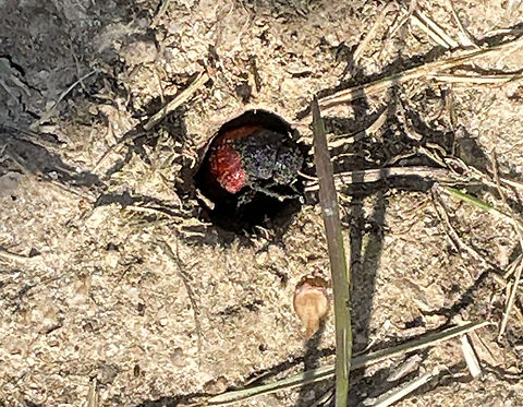 Blood-winged Blister Beetle