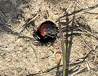 Blister Beetle - Tricrania sanguinipennis I spotted a bunch of these beetles when I was watching my son's baseball game. I collected one beetle because I knew my phone pics would be terrible. I got video of them mating and wandering in and out of bee holes in the dirt.<br />
<br />
These beetles are flightless parasitoids of colonial bees. The adults overwinter in brood cells of the host and emerge in early spring.<br />
<br />
<br />
https://vimeo.com/712651923<br />
https://vimeo.com/712651750<br />
<br />
Habitat: Bee holes in the ground; little league baseball field in a rural area<br />
https://www.jungledragon.com/image/135514/blister_beetle_-_tricrania_sanguinipennis.html<br />
https://www.jungledragon.com/image/135516/blister_beetle_-_tricrania_sanguinipennis.html<br />
https://www.jungledragon.com/image/135515/blister_beetle_-_tricrania_sanguinipennis.html Geotagged,Spring,Tricrania sanguinipennis,United States