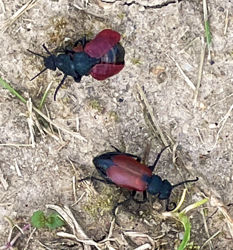 Blister Beetle - Tricrania sanguinipennis I spotted a bunch of these beetles when I was watching my son&#039;s baseball game. I collected one beetle because I knew my phone pics would be terrible. I got video of them mating and wandering in and out of bee holes in the dirt.<br />
<br />
These beetles are flightless parasitoids of colonial bees. The adults overwinter in brood cells of the host and emerge in early spring.<br />
<br />
<br />
<section class="video"><iframe width="448" height="252" src="https://player.vimeo.com/video/712651923?title=0&byline=0&portrait=0" frameborder="0"></iframe></section><br />
<section class="video"><iframe width="448" height="252" src="https://player.vimeo.com/video/712651750?title=0&byline=0&portrait=0" frameborder="0"></iframe></section><br />
<br />
Habitat: Bee holes in the ground; little league baseball field in a rural area<br />
<figure class="photo"><a href="https://www.jungledragon.com/image/135514/blood-winged_blister_beetle_-_tricrania_sanguinipennis.html" title="Blood-winged Blister Beetle - Tricrania sanguinipennis"><img src="https://s3.amazonaws.com/media.jungledragon.com/images/3232/135514_thumb.jpg?AWSAccessKeyId=05GMT0V3GWVNE7GGM1R2&Expires=1767225610&Signature=RvezDkG2Pghfn4luxUN2KLKwwLg%3D" width="200" height="146" alt="Blood-winged Blister Beetle - Tricrania sanguinipennis I spotted a bunch of these beetles when I was watching my son&#039;s baseball game. I collected one beetle because I knew my phone pics would be terrible. I got video of them mating and wandering in and out of bee holes in the dirt.<br />
<br />
These beetles are flightless parasitoids of colonial bees. The adults overwinter in brood cells of the host and emerge in early spring.<br />
<br />
<br />
https://vimeo.com/712651923<br />
https://vimeo.com/712651750<br />
<br />
Habitat: Bee holes in the ground; little league baseball field in a rural area<br />
<br />
https://www.jungledragon.com/image/135514/blister_beetle_-_tricrania_sanguinipennis.html<br />
https://www.jungledragon.com/image/135516/blister_beetle_-_tricrania_sanguinipennis.html<br />
https://www.jungledragon.com/image/135515/blister_beetle_-_tricrania_sanguinipennis.html Blood-winged Blister Beetle,Geotagged,Meloidae,Spring,Tricrania,Tricrania sanguinipennis,United States,beetle,blister beetle" /></a></figure><br />
<figure class="photo"><a href="https://www.jungledragon.com/image/135516/blister_beetle_-_tricrania_sanguinipennis.html" title="Blister Beetle - Tricrania sanguinipennis"><img src="https://s3.amazonaws.com/media.jungledragon.com/images/3232/135516_thumb.jpg?AWSAccessKeyId=05GMT0V3GWVNE7GGM1R2&Expires=1767225610&Signature=RGYKFnBhDvQeeGk2VZitQhgG83g%3D" width="142" height="152" alt="Blister Beetle - Tricrania sanguinipennis I spotted a bunch of these beetles when I was watching my son&#039;s baseball game. I collected one beetle because I knew my phone pics would be terrible. I got video of them mating and wandering in and out of bee holes in the dirt.<br />
<br />
These beetles are flightless parasitoids of colonial bees. The adults overwinter in brood cells of the host and emerge in early spring.<br />
<br />
<br />
https://vimeo.com/712651923<br />
https://vimeo.com/712651750<br />
<br />
Habitat: Bee holes in the ground; little league baseball field in a rural area<br />
https://www.jungledragon.com/image/135514/blister_beetle_-_tricrania_sanguinipennis.html<br />
https://www.jungledragon.com/image/135516/blister_beetle_-_tricrania_sanguinipennis.html<br />
https://www.jungledragon.com/image/135515/blister_beetle_-_tricrania_sanguinipennis.html Geotagged,Tricrania sanguinipennis,United States" /></a></figure><br />
<figure class="photo"><a href="https://www.jungledragon.com/image/135515/blister_beetle_-_tricrania_sanguinipennis.html" title="Blister Beetle - Tricrania sanguinipennis"><img src="https://s3.amazonaws.com/media.jungledragon.com/images/3232/135515_thumb.jpg?AWSAccessKeyId=05GMT0V3GWVNE7GGM1R2&Expires=1767225610&Signature=48a%2BsFRWIOToRDkBlUlPWJw95i0%3D" width="200" height="156" alt="Blister Beetle - Tricrania sanguinipennis I spotted a bunch of these beetles when I was watching my son&#039;s baseball game. I collected one beetle because I knew my phone pics would be terrible. I got video of them mating and wandering in and out of bee holes in the dirt.<br />
<br />
These beetles are flightless parasitoids of colonial bees. The adults overwinter in brood cells of the host and emerge in early spring.<br />
<br />
<br />
https://vimeo.com/712651923<br />
https://vimeo.com/712651750<br />
<br />
Habitat: Bee holes in the ground; little league baseball field in a rural area<br />
https://www.jungledragon.com/image/135514/blister_beetle_-_tricrania_sanguinipennis.html<br />
https://www.jungledragon.com/image/135516/blister_beetle_-_tricrania_sanguinipennis.html<br />
https://www.jungledragon.com/image/135515/blister_beetle_-_tricrania_sanguinipennis.html Geotagged,Spring,Tricrania sanguinipennis,United States" /></a></figure> Geotagged,Tricrania sanguinipennis,United States