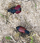 Blister Beetle - Tricrania sanguinipennis I spotted a bunch of these beetles when I was watching my son's baseball game. I collected one beetle because I knew my phone pics would be terrible. I got video of them mating and wandering in and out of bee holes in the dirt.<br />
<br />
These beetles are flightless parasitoids of colonial bees. The adults overwinter in brood cells of the host and emerge in early spring.<br />
<br />
<br />
https://vimeo.com/712651923<br />
https://vimeo.com/712651750<br />
<br />
Habitat: Bee holes in the ground; little league baseball field in a rural area<br />
https://www.jungledragon.com/image/135514/blister_beetle_-_tricrania_sanguinipennis.html<br />
https://www.jungledragon.com/image/135516/blister_beetle_-_tricrania_sanguinipennis.html<br />
https://www.jungledragon.com/image/135515/blister_beetle_-_tricrania_sanguinipennis.html Geotagged,Tricrania sanguinipennis,United States