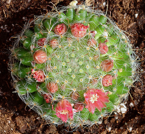 Powder Puff Pincushion - Mammillaria bocasana *Potted cactus

Native to Mexico
https://www.jungledragon.com/image/135518/powder_puff_pincushion_-_mammillaria_bocasana.html Geotagged,Mammillaria bocasana,Powder Puff Pincushion,Spring,United States