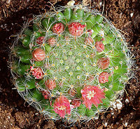Powder Puff Pincushion - Mammillaria bocasana *Potted cactus<br />
<br />
Native to Mexico<br />
https://www.jungledragon.com/image/135518/powder_puff_pincushion_-_mammillaria_bocasana.html Geotagged,Mammillaria bocasana,Powder Puff Pincushion,Spring,United States