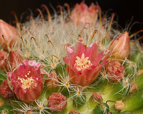 Powder Puff Pincushion