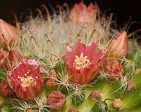 Powder Puff Pincushion - Mammillaria bocasana *Potted cactus<br />
<br />
Native to Mexico<br />
https://www.jungledragon.com/image/135517/powder_puff_pincushion_-_mammillaria_bocasana.html Geotagged,Mammillaria,Mammillaria bocasana,Spring,United States,cactus,powder puff pincushion