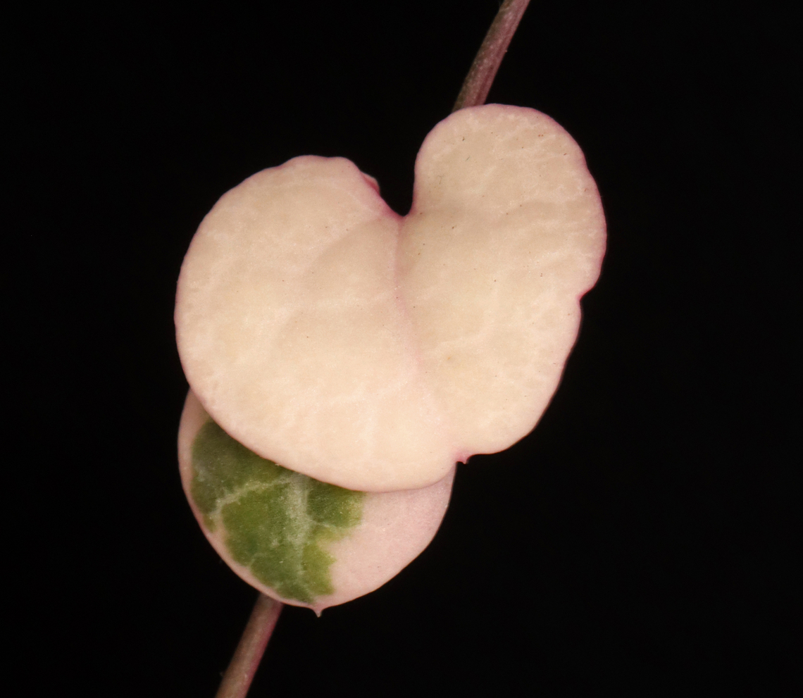 String of Hearts - Ceropegia Woodii *Potted plant<br />
<br />
This plant is a trailing succulent with heart-shaped leaves.<br />
<figure class="photo"><a href="https://www.jungledragon.com/image/135520/string_of_hearts_-_ceropegia_woodii.html" title="String of Hearts - Ceropegia Woodii"><img src="https://s3.amazonaws.com/media.jungledragon.com/images/3232/135520_thumb.jpg?AWSAccessKeyId=05GMT0V3GWVNE7GGM1R2&Expires=1770854410&Signature=4oTJUTM1g3xtcN%2BEV1bPSwP%2FNX8%3D" width="200" height="150" alt="String of Hearts - Ceropegia Woodii *Potted plant<br />
<br />
This plant is a trailing succulent with heart-shaped leaves.<br />
https://www.jungledragon.com/image/135519/string_of_hearts_-_ceropegia_woodii.html Ceropegia,Ceropegia Woodii,Ceropegia woodii,Geotagged,Spring,United States,string of hearts" /></a></figure> Ceropegia woodii,Geotagged,Spring,String of Hearts,United States