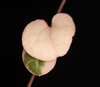 String of Hearts - Ceropegia Woodii *Potted plant<br />
<br />
This plant is a trailing succulent with heart-shaped leaves.<br />
https://www.jungledragon.com/image/135520/string_of_hearts_-_ceropegia_woodii.html Ceropegia woodii,Geotagged,Spring,String of Hearts,United States