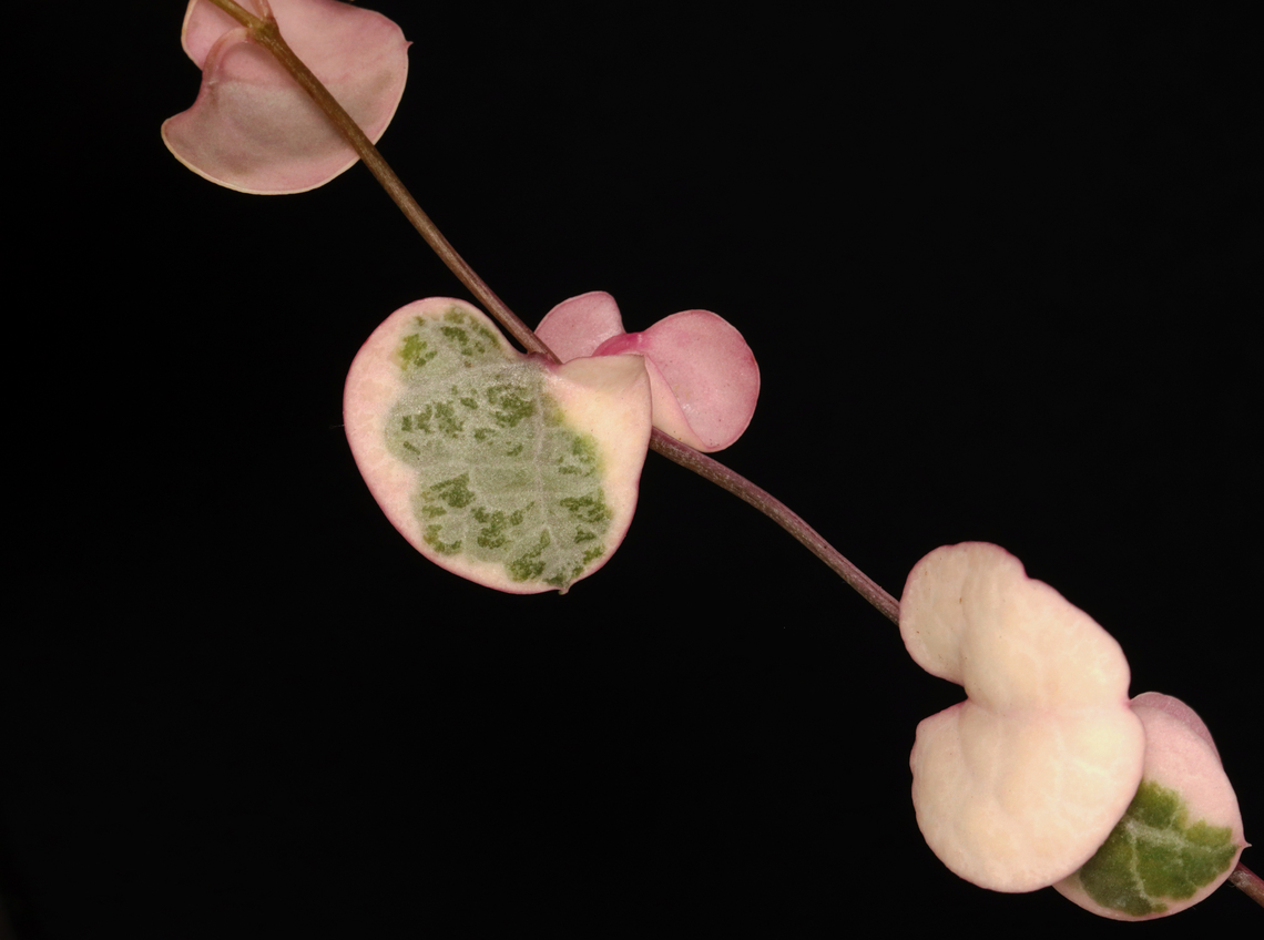 String of Hearts - Ceropegia Woodii *Potted plant<br />
<br />
This plant is a trailing succulent with heart-shaped leaves.<br />
<figure class="photo"><a href="https://www.jungledragon.com/image/135519/string_of_hearts_-_ceropegia_woodii.html" title="String of Hearts - Ceropegia Woodii"><img src="https://s3.amazonaws.com/media.jungledragon.com/images/3232/135519_thumb.jpg?AWSAccessKeyId=05GMT0V3GWVNE7GGM1R2&Expires=1759968010&Signature=Cxw9wXLzttdHThTqQRjOefZUhu0%3D" width="200" height="174" alt="String of Hearts - Ceropegia Woodii *Potted plant<br />
<br />
This plant is a trailing succulent with heart-shaped leaves.<br />
https://www.jungledragon.com/image/135520/string_of_hearts_-_ceropegia_woodii.html Ceropegia woodii,Geotagged,Spring,String of Hearts,United States" /></a></figure> Ceropegia,Ceropegia Woodii,Ceropegia woodii,Geotagged,Spring,United States,string of hearts