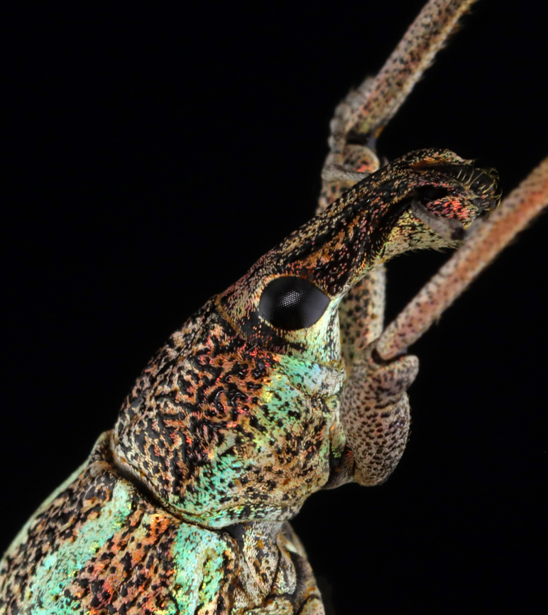 Weevil - Rhinoscapha dohrni *Pinned specimen from Indonesia<br />
<figure class="photo"><a href="https://www.jungledragon.com/image/135524/weevil_-_rhinoscapha_dohrni.html" title="Weevil - Rhinoscapha dohrni"><img src="https://s3.amazonaws.com/media.jungledragon.com/images/3232/135524_thumb.jpg?AWSAccessKeyId=05GMT0V3GWVNE7GGM1R2&Expires=1759968010&Signature=BOVGkDiKxbv1eRRWzN38qMpT4nw%3D" width="150" height="152" alt="Weevil - Rhinoscapha dohrni *Pinned specimen from Indonesia<br />
https://www.jungledragon.com/image/135524/weevil_-_rhinoscapha_dohrni.html<br />
https://www.jungledragon.com/image/135523/weevil_-_rhinoscapha_dohrni.html<br />
https://www.jungledragon.com/image/135521/weevil_-_rhinoscapha_dohrni.html<br />
https://www.jungledragon.com/image/135522/weevil_-_rhinoscapha_dohrni.html Geotagged,Rhinoscapha dohrni,Spring,United States" /></a></figure><br />
<figure class="photo"><a href="https://www.jungledragon.com/image/135523/weevil_-_rhinoscapha_dohrni.html" title="Weevil - Rhinoscapha dohrni"><img src="https://s3.amazonaws.com/media.jungledragon.com/images/3232/135523_thumb.jpg?AWSAccessKeyId=05GMT0V3GWVNE7GGM1R2&Expires=1759968010&Signature=wQF0FMthMKbe3NapSGfhQKq4pLg%3D" width="116" height="152" alt="Weevil - Rhinoscapha dohrni *Pinned specimen from Indonesia<br />
https://www.jungledragon.com/image/135524/weevil_-_rhinoscapha_dohrni.html<br />
https://www.jungledragon.com/image/135523/weevil_-_rhinoscapha_dohrni.html<br />
https://www.jungledragon.com/image/135521/weevil_-_rhinoscapha_dohrni.html<br />
https://www.jungledragon.com/image/135522/weevil_-_rhinoscapha_dohrni.html Geotagged,Rhinoscapha,Rhinoscapha dohrni,Spring,United States,beetle,weevil" /></a></figure><br />
<figure class="photo"><a href="https://www.jungledragon.com/image/135521/weevil_-_rhinoscapha_dohrni.html" title="Weevil - Rhinoscapha dohrni"><img src="https://s3.amazonaws.com/media.jungledragon.com/images/3232/135521_thumb.jpg?AWSAccessKeyId=05GMT0V3GWVNE7GGM1R2&Expires=1759968010&Signature=NjwgauacZp%2FrN69ABypBBh5rQQ8%3D" width="136" height="152" alt="Weevil - Rhinoscapha dohrni *Pinned specimen from Indonesia<br />
https://www.jungledragon.com/image/135524/weevil_-_rhinoscapha_dohrni.html<br />
https://www.jungledragon.com/image/135523/weevil_-_rhinoscapha_dohrni.html<br />
https://www.jungledragon.com/image/135521/weevil_-_rhinoscapha_dohrni.html<br />
https://www.jungledragon.com/image/135522/weevil_-_rhinoscapha_dohrni.html Geotagged,Rhinoscapha dohrni,Spring,United States" /></a></figure><br />
<figure class="photo"><a href="https://www.jungledragon.com/image/135522/weevil_-_rhinoscapha_dohrni.html" title="Weevil - Rhinoscapha dohrni"><img src="https://s3.amazonaws.com/media.jungledragon.com/images/3232/135522_thumb.jpg?AWSAccessKeyId=05GMT0V3GWVNE7GGM1R2&Expires=1759968010&Signature=hghc7X1IWFQydBR%2F2Qb3icbIKaM%3D" width="134" height="152" alt="Weevil - Rhinoscapha dohrni *Pinned specimen from Indonesia<br />
https://www.jungledragon.com/image/135524/weevil_-_rhinoscapha_dohrni.html<br />
https://www.jungledragon.com/image/135523/weevil_-_rhinoscapha_dohrni.html<br />
https://www.jungledragon.com/image/135521/weevil_-_rhinoscapha_dohrni.html<br />
https://www.jungledragon.com/image/135522/weevil_-_rhinoscapha_dohrni.html Geotagged,Rhinoscapha dohrni,Spring,United States" /></a></figure> Geotagged,Rhinoscapha dohrni,Spring,United States
