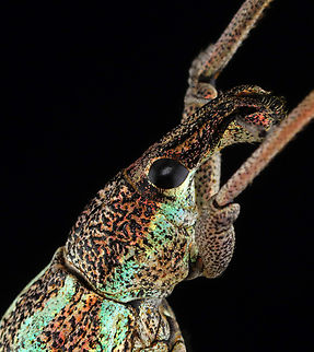 Weevil - Rhinoscapha dohrni *Pinned specimen from Indonesia
https://www.jungledragon.com/image/135524/weevil_-_rhinoscapha_dohrni.html
https://www.jungledragon.com/image/135523/weevil_-_rhinoscapha_dohrni.html
https://www.jungledragon.com/image/135521/weevil_-_rhinoscapha_dohrni.html
https://www.jungledragon.com/image/135522/weevil_-_rhinoscapha_dohrni.html Geotagged,Rhinoscapha dohrni,Spring,United States