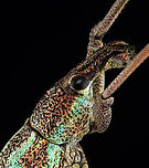Weevil - Rhinoscapha dohrni *Pinned specimen from Indonesia<br />
https://www.jungledragon.com/image/135524/weevil_-_rhinoscapha_dohrni.html<br />
https://www.jungledragon.com/image/135523/weevil_-_rhinoscapha_dohrni.html<br />
https://www.jungledragon.com/image/135521/weevil_-_rhinoscapha_dohrni.html<br />
https://www.jungledragon.com/image/135522/weevil_-_rhinoscapha_dohrni.html Geotagged,Rhinoscapha dohrni,Spring,United States
