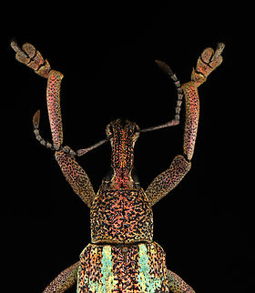 Weevil - Rhinoscapha dohrni *Pinned specimen from Indonesia
https://www.jungledragon.com/image/135524/weevil_-_rhinoscapha_dohrni.html
https://www.jungledragon.com/image/135523/weevil_-_rhinoscapha_dohrni.html
https://www.jungledragon.com/image/135521/weevil_-_rhinoscapha_dohrni.html
https://www.jungledragon.com/image/135522/weevil_-_rhinoscapha_dohrni.html Geotagged,Rhinoscapha dohrni,Spring,United States