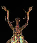Weevil - Rhinoscapha dohrni *Pinned specimen from Indonesia<br />
https://www.jungledragon.com/image/135524/weevil_-_rhinoscapha_dohrni.html<br />
https://www.jungledragon.com/image/135523/weevil_-_rhinoscapha_dohrni.html<br />
https://www.jungledragon.com/image/135521/weevil_-_rhinoscapha_dohrni.html<br />
https://www.jungledragon.com/image/135522/weevil_-_rhinoscapha_dohrni.html Geotagged,Rhinoscapha dohrni,Spring,United States