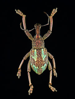 Weevil - Rhinoscapha dohrni *Pinned specimen from Indonesia
https://www.jungledragon.com/image/135524/weevil_-_rhinoscapha_dohrni.html
https://www.jungledragon.com/image/135523/weevil_-_rhinoscapha_dohrni.html
https://www.jungledragon.com/image/135521/weevil_-_rhinoscapha_dohrni.html
https://www.jungledragon.com/image/135522/weevil_-_rhinoscapha_dohrni.html Geotagged,Rhinoscapha,Rhinoscapha dohrni,Spring,United States,beetle,weevil