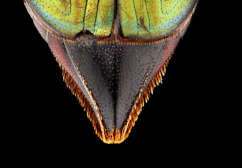 Weevil - Paratasis elegans It has a cute, fuzzy bum.

*Pinned specimen
https://www.jungledragon.com/image/135543/weevil_-_paratasis_elegans.html
https://www.jungledragon.com/image/135545/weevil_-_paratasis_elegans.html
https://www.jungledragon.com/image/135544/weevil_-_paratasis_elegans.html Geotagged,Paratasis elegans,Spring,United States