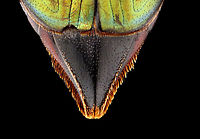 Weevil - Paratasis elegans It has a cute, fuzzy bum.<br />
<br />
*Pinned specimen<br />
https://www.jungledragon.com/image/135543/weevil_-_paratasis_elegans.html<br />
https://www.jungledragon.com/image/135545/weevil_-_paratasis_elegans.html<br />
https://www.jungledragon.com/image/135544/weevil_-_paratasis_elegans.html Geotagged,Paratasis elegans,Spring,United States