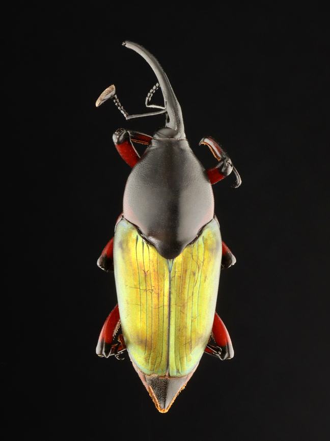 Weevil - Paratasis elegans *Pinned specimen<br />
<figure class="photo"><a href="https://www.jungledragon.com/image/135543/weevil_-_paratasis_elegans.html" title="Weevil - Paratasis elegans"><img src="https://s3.amazonaws.com/media.jungledragon.com/images/3232/135543_thumb.jpg?AWSAccessKeyId=05GMT0V3GWVNE7GGM1R2&Expires=1759968010&Signature=q8DyqEgQUQXIno9PvnMtDkI74QU%3D" width="200" height="140" alt="Weevil - Paratasis elegans It has a cute, fuzzy bum.<br />
<br />
*Pinned specimen<br />
https://www.jungledragon.com/image/135543/weevil_-_paratasis_elegans.html<br />
https://www.jungledragon.com/image/135545/weevil_-_paratasis_elegans.html<br />
https://www.jungledragon.com/image/135544/weevil_-_paratasis_elegans.html Geotagged,Paratasis elegans,Spring,United States" /></a></figure><br />
<figure class="photo"><a href="https://www.jungledragon.com/image/135545/weevil_-_paratasis_elegans.html" title="Weevil - Paratasis elegans"><img src="https://s3.amazonaws.com/media.jungledragon.com/images/3232/135545_thumb.jpg?AWSAccessKeyId=05GMT0V3GWVNE7GGM1R2&Expires=1759968010&Signature=K8fNQL%2Fl6qtj0R8c%2BI0AUtuVdy8%3D" width="200" height="136" alt="Weevil - Paratasis elegans *Pinned specimen<br />
https://www.jungledragon.com/image/135543/weevil_-_paratasis_elegans.html<br />
https://www.jungledragon.com/image/135545/weevil_-_paratasis_elegans.html<br />
https://www.jungledragon.com/image/135544/weevil_-_paratasis_elegans.html Geotagged,Paratasis elegans,Spring,United States" /></a></figure><br />
<figure class="photo"><a href="https://www.jungledragon.com/image/135544/weevil_-_paratasis_elegans.html" title="Weevil - Paratasis elegans"><img src="https://s3.amazonaws.com/media.jungledragon.com/images/3232/135544_thumb.jpg?AWSAccessKeyId=05GMT0V3GWVNE7GGM1R2&Expires=1759968010&Signature=RWOv7dMYixLod4XIwV12kmI%2Fm2A%3D" width="114" height="152" alt="Weevil - Paratasis elegans *Pinned specimen<br />
https://www.jungledragon.com/image/135543/weevil_-_paratasis_elegans.html<br />
https://www.jungledragon.com/image/135545/weevil_-_paratasis_elegans.html<br />
https://www.jungledragon.com/image/135544/weevil_-_paratasis_elegans.html Geotagged,Paratasis,Paratasis elegans,Spring,United States,beetle,weevil" /></a></figure> Geotagged,Paratasis,Paratasis elegans,Spring,United States,beetle,weevil