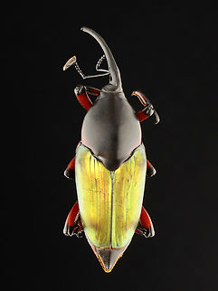 Weevil - Paratasis elegans *Pinned specimen
https://www.jungledragon.com/image/135543/weevil_-_paratasis_elegans.html
https://www.jungledragon.com/image/135545/weevil_-_paratasis_elegans.html
https://www.jungledragon.com/image/135544/weevil_-_paratasis_elegans.html Geotagged,Paratasis,Paratasis elegans,Spring,United States,beetle,weevil