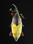 Weevil - Paratasis elegans *Pinned specimen<br />
https://www.jungledragon.com/image/135543/weevil_-_paratasis_elegans.html<br />
https://www.jungledragon.com/image/135545/weevil_-_paratasis_elegans.html<br />
https://www.jungledragon.com/image/135544/weevil_-_paratasis_elegans.html Geotagged,Paratasis,Paratasis elegans,Spring,United States,beetle,weevil