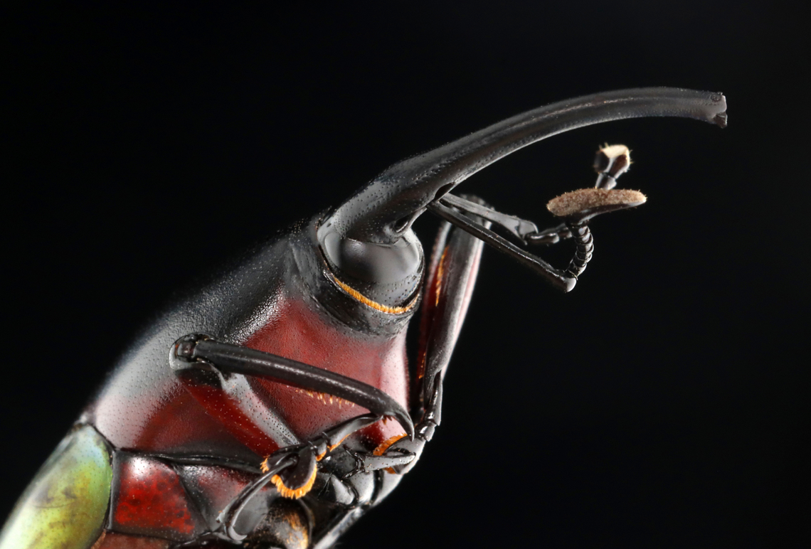 Weevil - Paratasis elegans *Pinned specimen<br />
<figure class="photo"><a href="https://www.jungledragon.com/image/135543/weevil_-_paratasis_elegans.html" title="Weevil - Paratasis elegans"><img src="https://s3.amazonaws.com/media.jungledragon.com/images/3232/135543_thumb.jpg?AWSAccessKeyId=05GMT0V3GWVNE7GGM1R2&Expires=1769040010&Signature=j%2F1%2FPugw8gxRvJLTo6UYFTzSEqQ%3D" width="200" height="140" alt="Weevil - Paratasis elegans It has a cute, fuzzy bum.<br />
<br />
*Pinned specimen<br />
https://www.jungledragon.com/image/135543/weevil_-_paratasis_elegans.html<br />
https://www.jungledragon.com/image/135545/weevil_-_paratasis_elegans.html<br />
https://www.jungledragon.com/image/135544/weevil_-_paratasis_elegans.html Geotagged,Paratasis elegans,Spring,United States" /></a></figure><br />
<figure class="photo"><a href="https://www.jungledragon.com/image/135545/weevil_-_paratasis_elegans.html" title="Weevil - Paratasis elegans"><img src="https://s3.amazonaws.com/media.jungledragon.com/images/3232/135545_thumb.jpg?AWSAccessKeyId=05GMT0V3GWVNE7GGM1R2&Expires=1769040010&Signature=tiePYhRSn9NY1uOSqTJNZ9qa2ho%3D" width="200" height="136" alt="Weevil - Paratasis elegans *Pinned specimen<br />
https://www.jungledragon.com/image/135543/weevil_-_paratasis_elegans.html<br />
https://www.jungledragon.com/image/135545/weevil_-_paratasis_elegans.html<br />
https://www.jungledragon.com/image/135544/weevil_-_paratasis_elegans.html Geotagged,Paratasis elegans,Spring,United States" /></a></figure><br />
<figure class="photo"><a href="https://www.jungledragon.com/image/135544/weevil_-_paratasis_elegans.html" title="Weevil - Paratasis elegans"><img src="https://s3.amazonaws.com/media.jungledragon.com/images/3232/135544_thumb.jpg?AWSAccessKeyId=05GMT0V3GWVNE7GGM1R2&Expires=1769040010&Signature=5BMUUo0wysK%2FwL96DV7oAJFiJKY%3D" width="114" height="152" alt="Weevil - Paratasis elegans *Pinned specimen<br />
https://www.jungledragon.com/image/135543/weevil_-_paratasis_elegans.html<br />
https://www.jungledragon.com/image/135545/weevil_-_paratasis_elegans.html<br />
https://www.jungledragon.com/image/135544/weevil_-_paratasis_elegans.html Geotagged,Paratasis,Paratasis elegans,Spring,United States,beetle,weevil" /></a></figure> Geotagged,Paratasis elegans,Spring,United States