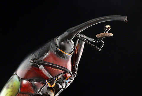 Weevil - Paratasis elegans *Pinned specimen
https://www.jungledragon.com/image/135543/weevil_-_paratasis_elegans.html
https://www.jungledragon.com/image/135545/weevil_-_paratasis_elegans.html
https://www.jungledragon.com/image/135544/weevil_-_paratasis_elegans.html Geotagged,Paratasis elegans,Spring,United States