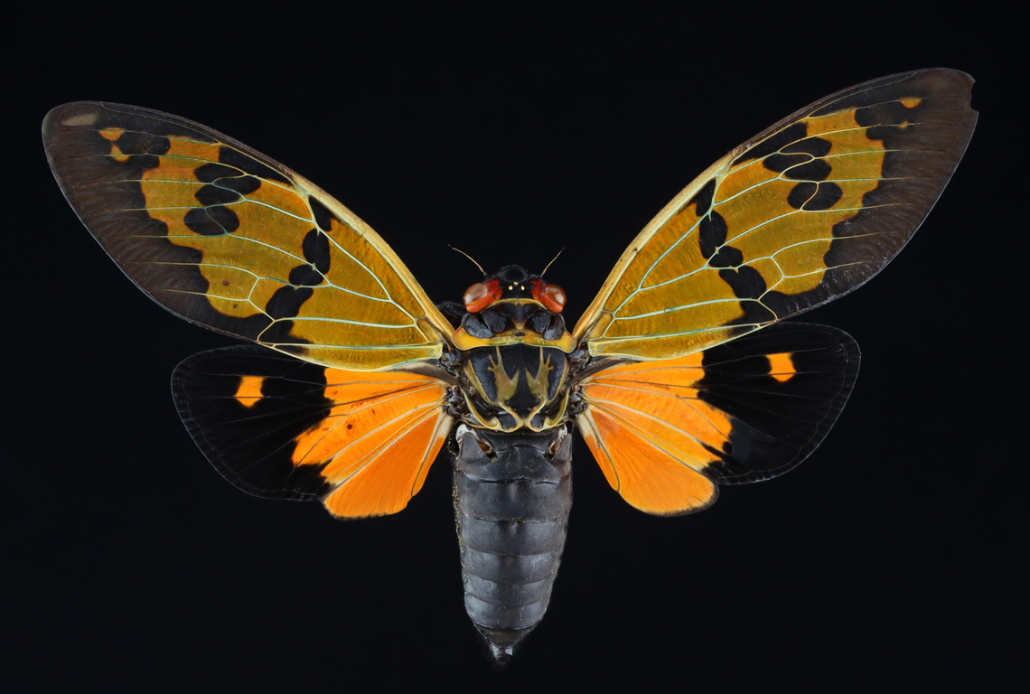 Cicada - Callogaeana festiva *Pinned specimen from Asia Callogaeana,Callogaeana festiva,Geotagged,Spring,United States,cicada,gaeana,gaeana festiva