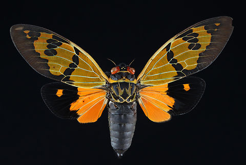 Cicada - Callogaeana festiva *Pinned specimen from Asia Callogaeana,Callogaeana festiva,Geotagged,Spring,United States,cicada,gaeana,gaeana festiva