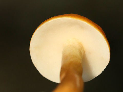 Chestnut Bolete - Gyroporus castaneus group Habitat: Mixed forest
https://www.jungledragon.com/image/135566/chestnut_bolete_-_gyroporus_castaneus_group.html
https://www.jungledragon.com/image/135569/chestnut_bolete_-_gyroporus_castaneus_group.html
https://www.jungledragon.com/image/135568/chestnut_bolete_-_gyroporus_castaneus_group.html Chestnut bolete,Geotagged,Gyroporus castaneus,Summer,United States