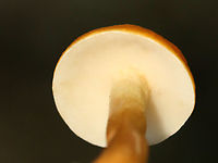 Chestnut Bolete - Gyroporus castaneus group Habitat: Mixed forest<br />
https://www.jungledragon.com/image/135566/chestnut_bolete_-_gyroporus_castaneus_group.html<br />
https://www.jungledragon.com/image/135569/chestnut_bolete_-_gyroporus_castaneus_group.html<br />
https://www.jungledragon.com/image/135568/chestnut_bolete_-_gyroporus_castaneus_group.html Chestnut bolete,Geotagged,Gyroporus castaneus,Summer,United States