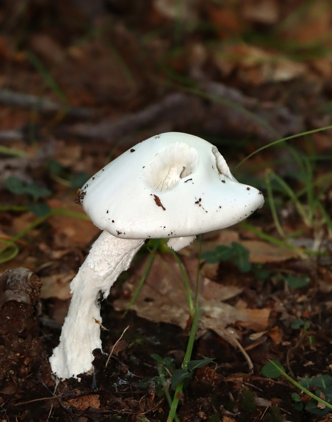 Destroying Angel - Amanita bisporigera A very deadly mushroom!<br />
<br />
Habitat: Mixed forest<br />
 Amanita bisporigera,Eastern North American destroying angel,Geotagged,Summer,United States,amanita,destroying angel,fungus,mushroom