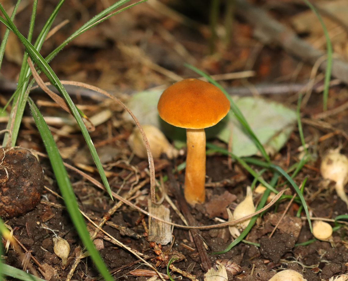 Chestnut Bolete - Gyroporus castaneus group Habitat: Mixed forest<br />
<figure class="photo"><a href="https://www.jungledragon.com/image/135566/chestnut_bolete_-_gyroporus_castaneus_group.html" title="Chestnut Bolete - Gyroporus castaneus group"><img src="https://s3.amazonaws.com/media.jungledragon.com/images/3232/135566_thumb.jpg?AWSAccessKeyId=05GMT0V3GWVNE7GGM1R2&Expires=1759968010&Signature=QQswbwiVpZbmUTUu2cM%2F%2F0lMPwM%3D" width="200" height="152" alt="Chestnut Bolete - Gyroporus castaneus group Habitat: Mixed forest<br />
https://www.jungledragon.com/image/135566/chestnut_bolete_-_gyroporus_castaneus_group.html<br />
https://www.jungledragon.com/image/135569/chestnut_bolete_-_gyroporus_castaneus_group.html<br />
https://www.jungledragon.com/image/135568/chestnut_bolete_-_gyroporus_castaneus_group.html Chestnut bolete,Geotagged,Gyroporus castaneus,Summer,United States" /></a></figure><br />
<figure class="photo"><a href="https://www.jungledragon.com/image/135569/chestnut_bolete_-_gyroporus_castaneus_group.html" title="Chestnut Bolete - Gyroporus castaneus group"><img src="https://s3.amazonaws.com/media.jungledragon.com/images/3232/135569_thumb.jpg?AWSAccessKeyId=05GMT0V3GWVNE7GGM1R2&Expires=1759968010&Signature=6ojZWFCOObz2EFwbRe8j80oeai4%3D" width="200" height="164" alt="Chestnut Bolete - Gyroporus castaneus group Habitat: Mixed forest<br />
https://www.jungledragon.com/image/135566/chestnut_bolete_-_gyroporus_castaneus_group.html<br />
https://www.jungledragon.com/image/135569/chestnut_bolete_-_gyroporus_castaneus_group.html<br />
https://www.jungledragon.com/image/135568/chestnut_bolete_-_gyroporus_castaneus_group.html Chestnut bolete,Geotagged,Gyroporus,Gyroporus castaneus,Gyroporus castaneus group,Summer,United States,fungus,mushroom" /></a></figure><br />
<figure class="photo"><a href="https://www.jungledragon.com/image/135568/chestnut_bolete_-_gyroporus_castaneus_group.html" title="Chestnut Bolete - Gyroporus castaneus group"><img src="https://s3.amazonaws.com/media.jungledragon.com/images/3232/135568_thumb.jpg?AWSAccessKeyId=05GMT0V3GWVNE7GGM1R2&Expires=1759968010&Signature=Lyaqgz%2Fmia3qwvSN%2B7LVpt4t1TQ%3D" width="200" height="162" alt="Chestnut Bolete - Gyroporus castaneus group Habitat: Mixed forest<br />
https://www.jungledragon.com/image/135566/chestnut_bolete_-_gyroporus_castaneus_group.html<br />
https://www.jungledragon.com/image/135569/chestnut_bolete_-_gyroporus_castaneus_group.html<br />
https://www.jungledragon.com/image/135568/chestnut_bolete_-_gyroporus_castaneus_group.html Chestnut bolete,Geotagged,Gyroporus castaneus,Summer,United States" /></a></figure> Chestnut bolete,Geotagged,Gyroporus castaneus,Summer,United States