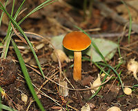 Chestnut Bolete - Gyroporus castaneus group Habitat: Mixed forest<br />
https://www.jungledragon.com/image/135566/chestnut_bolete_-_gyroporus_castaneus_group.html<br />
https://www.jungledragon.com/image/135569/chestnut_bolete_-_gyroporus_castaneus_group.html<br />
https://www.jungledragon.com/image/135568/chestnut_bolete_-_gyroporus_castaneus_group.html Chestnut bolete,Geotagged,Gyroporus castaneus,Summer,United States
