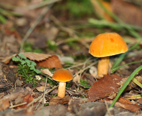 Chestnut Bolete - Gyroporus castaneus group Habitat: Mixed forest
https://www.jungledragon.com/image/135566/chestnut_bolete_-_gyroporus_castaneus_group.html
https://www.jungledragon.com/image/135569/chestnut_bolete_-_gyroporus_castaneus_group.html
https://www.jungledragon.com/image/135568/chestnut_bolete_-_gyroporus_castaneus_group.html Chestnut bolete,Geotagged,Gyroporus,Gyroporus castaneus,Gyroporus castaneus group,Summer,United States,fungus,mushroom