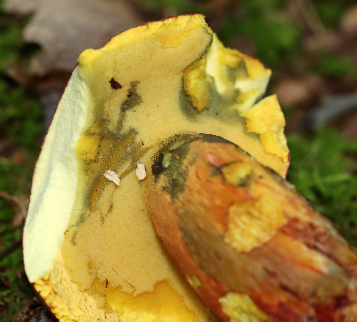 Two-colored Bolete - Baorangia bicolor This species bruises blue when handled.<br />
<br />
Habitat: Deciduous forest<br />
<figure class="photo"><a href="https://www.jungledragon.com/image/135578/two-colored_bolete_-_baorangia_bicolor.html" title="Two-colored Bolete - Baorangia bicolor"><img src="https://s3.amazonaws.com/media.jungledragon.com/images/3232/135578_thumb.jpg?AWSAccessKeyId=05GMT0V3GWVNE7GGM1R2&Expires=1759968010&Signature=bvwXiN%2Bcp7ZVCYxps47DkKqJEss%3D" width="200" height="182" alt="Two-colored Bolete - Baorangia bicolor This species bruises blue when handled.<br />
<br />
Habitat: Deciduous forest<br />
https://www.jungledragon.com/image/135578/two-colored_bolete_-_baorangia_bicolor.html<br />
https://www.jungledragon.com/image/135579/two-colored_bolete_-_baorangia_bicolor.html<br />
https://www.jungledragon.com/image/135580/two-colored_bolete_-_baorangia_bicolor.html<br />
 Baorangia,Baorangia bicolor,Geotagged,Summer,Two-colored Bolete,United States. bolete,fungus,mushroom" /></a></figure><br />
<figure class="photo"><a href="https://www.jungledragon.com/image/135579/two-colored_bolete_-_baorangia_bicolor.html" title="Two-colored Bolete - Baorangia bicolor"><img src="https://s3.amazonaws.com/media.jungledragon.com/images/3232/135579_thumb.jpg?AWSAccessKeyId=05GMT0V3GWVNE7GGM1R2&Expires=1759968010&Signature=IT9k%2FTGWTEz52J4r%2BrJXG17%2B0Ow%3D" width="116" height="152" alt="Two-colored Bolete - Baorangia bicolor It looks like several slugs snacked on this mushroom!<br />
<br />
Habitat: Deciduous forest<br />
https://www.jungledragon.com/image/135578/two-colored_bolete_-_baorangia_bicolor.html<br />
https://www.jungledragon.com/image/135579/two-colored_bolete_-_baorangia_bicolor.html<br />
https://www.jungledragon.com/image/135580/two-colored_bolete_-_baorangia_bicolor.html<br />
 Baorangia bicolor,Geotagged,Summer,Two-colored Bolete,United States,signs of wildlife" /></a></figure><br />
<figure class="photo"><a href="https://www.jungledragon.com/image/135580/two-colored_bolete_-_baorangia_bicolor.html" title="Two-colored Bolete - Baorangia bicolor"><img src="https://s3.amazonaws.com/media.jungledragon.com/images/3232/135580_thumb.jpg?AWSAccessKeyId=05GMT0V3GWVNE7GGM1R2&Expires=1759968010&Signature=zbG%2BARdzSWqDoeb3vy2AhfcxtSQ%3D" width="110" height="152" alt="Two-colored Bolete - Baorangia bicolor Before being handled, the pores are yellow.<br />
<br />
Habitat: Deciduous forest<br />
https://www.jungledragon.com/image/135578/two-colored_bolete_-_baorangia_bicolor.html<br />
https://www.jungledragon.com/image/135579/two-colored_bolete_-_baorangia_bicolor.html<br />
https://www.jungledragon.com/image/135580/two-colored_bolete_-_baorangia_bicolor.html<br />
 Baorangia bicolor,Geotagged,Summer,Two-colored Bolete,United States" /></a></figure><br />
 Baorangia,Baorangia bicolor,Geotagged,Summer,Two-colored Bolete,United States. bolete,fungus,mushroom