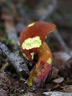 Two-colored Bolete - Baorangia bicolor It looks like several slugs snacked on this mushroom!

Habitat: Deciduous forest
https://www.jungledragon.com/image/135578/two-colored_bolete_-_baorangia_bicolor.html
https://www.jungledragon.com/image/135579/two-colored_bolete_-_baorangia_bicolor.html
https://www.jungledragon.com/image/135580/two-colored_bolete_-_baorangia_bicolor.html
 Baorangia bicolor,Geotagged,Summer,Two-colored Bolete,United States,signs of wildlife