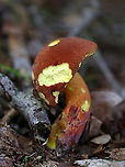 Two-colored Bolete - Baorangia bicolor It looks like several slugs snacked on this mushroom!<br />
<br />
Habitat: Deciduous forest<br />
https://www.jungledragon.com/image/135578/two-colored_bolete_-_baorangia_bicolor.html<br />
https://www.jungledragon.com/image/135579/two-colored_bolete_-_baorangia_bicolor.html<br />
https://www.jungledragon.com/image/135580/two-colored_bolete_-_baorangia_bicolor.html<br />
Baorangia bicolor,Geotagged,Summer,Two-colored Bolete,United States,signs of wildlife