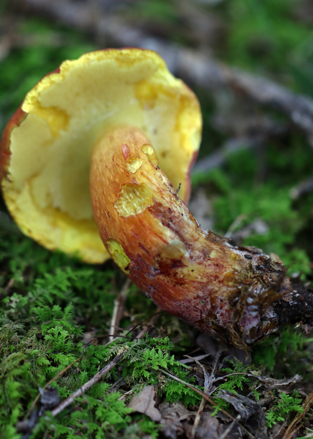 Two-colored Bolete - Baorangia bicolor Before being handled, the pores are yellow.<br />
<br />
Habitat: Deciduous forest<br />
<figure class="photo"><a href="https://www.jungledragon.com/image/135578/two-colored_bolete_-_baorangia_bicolor.html" title="Two-colored Bolete - Baorangia bicolor"><img src="https://s3.amazonaws.com/media.jungledragon.com/images/3232/135578_thumb.jpg?AWSAccessKeyId=05GMT0V3GWVNE7GGM1R2&Expires=1767225610&Signature=VuqJKeehcGkTYjsqR2z3ny1OXGo%3D" width="200" height="182" alt="Two-colored Bolete - Baorangia bicolor This species bruises blue when handled.<br />
<br />
Habitat: Deciduous forest<br />
https://www.jungledragon.com/image/135578/two-colored_bolete_-_baorangia_bicolor.html<br />
https://www.jungledragon.com/image/135579/two-colored_bolete_-_baorangia_bicolor.html<br />
https://www.jungledragon.com/image/135580/two-colored_bolete_-_baorangia_bicolor.html<br />
 Baorangia,Baorangia bicolor,Geotagged,Summer,Two-colored Bolete,United States. bolete,fungus,mushroom" /></a></figure><br />
<figure class="photo"><a href="https://www.jungledragon.com/image/135579/two-colored_bolete_-_baorangia_bicolor.html" title="Two-colored Bolete - Baorangia bicolor"><img src="https://s3.amazonaws.com/media.jungledragon.com/images/3232/135579_thumb.jpg?AWSAccessKeyId=05GMT0V3GWVNE7GGM1R2&Expires=1767225610&Signature=uyhQ77UiwlB1CGE%2FG6uUOpLNogQ%3D" width="116" height="152" alt="Two-colored Bolete - Baorangia bicolor It looks like several slugs snacked on this mushroom!<br />
<br />
Habitat: Deciduous forest<br />
https://www.jungledragon.com/image/135578/two-colored_bolete_-_baorangia_bicolor.html<br />
https://www.jungledragon.com/image/135579/two-colored_bolete_-_baorangia_bicolor.html<br />
https://www.jungledragon.com/image/135580/two-colored_bolete_-_baorangia_bicolor.html<br />
 Baorangia bicolor,Geotagged,Summer,Two-colored Bolete,United States,signs of wildlife" /></a></figure><br />
<figure class="photo"><a href="https://www.jungledragon.com/image/135580/two-colored_bolete_-_baorangia_bicolor.html" title="Two-colored Bolete - Baorangia bicolor"><img src="https://s3.amazonaws.com/media.jungledragon.com/images/3232/135580_thumb.jpg?AWSAccessKeyId=05GMT0V3GWVNE7GGM1R2&Expires=1767225610&Signature=oRvOkncuD%2BEqm3w1dQnIoDWyoSQ%3D" width="110" height="152" alt="Two-colored Bolete - Baorangia bicolor Before being handled, the pores are yellow.<br />
<br />
Habitat: Deciduous forest<br />
https://www.jungledragon.com/image/135578/two-colored_bolete_-_baorangia_bicolor.html<br />
https://www.jungledragon.com/image/135579/two-colored_bolete_-_baorangia_bicolor.html<br />
https://www.jungledragon.com/image/135580/two-colored_bolete_-_baorangia_bicolor.html<br />
 Baorangia bicolor,Geotagged,Summer,Two-colored Bolete,United States" /></a></figure><br />
 Baorangia bicolor,Geotagged,Summer,Two-colored Bolete,United States