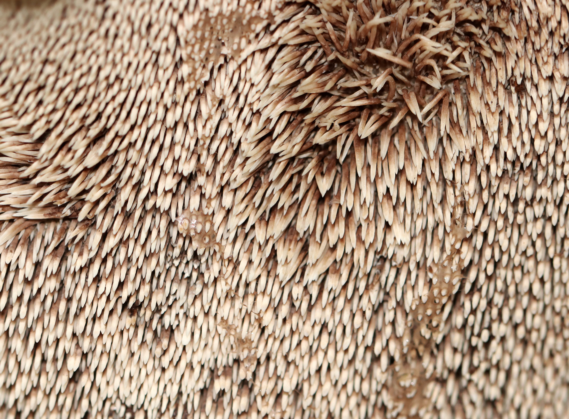 Bitter Hedgehog - Hydnellum scabrosum *Tentative ID based on the blue stipes<br />
<br />
Habitat: Growing near the edge of a pond in a shady, mossy deciduous forest with lots of oak (Quercus sp.)<br />
<br />
<figure class="photo"><a href="https://www.jungledragon.com/image/135582/bitter_hedgehog_-_hydnellum_scabrosum.html" title="Bitter Hedgehog - Hydnellum scabrosum"><img src="https://s3.amazonaws.com/media.jungledragon.com/images/3232/135582_thumb.jpg?AWSAccessKeyId=05GMT0V3GWVNE7GGM1R2&Expires=1767225610&Signature=NbpoB5jT0zFFsHi6q1PMe0jEYi4%3D" width="200" height="148" alt="Bitter Hedgehog - Hydnellum scabrosum *Tentative ID based on the blue stipes<br />
<br />
Habitat: Growing near the edge of a pond in a shady, mossy deciduous forest with lots of oak (Quercus sp.)<br />
<br />
https://www.jungledragon.com/image/135582/bitter_hedgehog_-_hydnellum_scabrosum.html<br />
https://www.jungledragon.com/image/135588/bitter_hedgehog_-_hydnellum_scabrosum.html<br />
https://www.jungledragon.com/image/135587/bitter_hedgehog_-_hydnellum_scabrosum.html<br />
https://www.jungledragon.com/image/135586/bitter_hedgehog_-_hydnellum_scabrosum.html<br />
https://www.jungledragon.com/image/135585/bitter_hedgehog_-_hydnellum_scabrosum.html<br />
https://www.jungledragon.com/image/135584/bitter_hedgehog_-_hydnellum_scabrosum.html Bitter Hedgehog,Geotagged,Hydnellum scabrosum,Summer,United States" /></a></figure><br />
<figure class="photo"><a href="https://www.jungledragon.com/image/135588/bitter_hedgehog_-_hydnellum_scabrosum.html" title="Bitter Hedgehog - Hydnellum scabrosum"><img src="https://s3.amazonaws.com/media.jungledragon.com/images/3232/135588_thumb.jpg?AWSAccessKeyId=05GMT0V3GWVNE7GGM1R2&Expires=1767225610&Signature=hLT1WGL3NBkZPQcCYOiHnpX8Qsg%3D" width="114" height="152" alt="Bitter Hedgehog - Hydnellum scabrosum *Tentative ID based on the blue stipes<br />
<br />
Habitat: Growing near the edge of a pond in a shady, mossy deciduous forest with lots of oak (Quercus sp.)<br />
https://www.jungledragon.com/image/135582/bitter_hedgehog_-_hydnellum_scabrosum.html<br />
https://www.jungledragon.com/image/135588/bitter_hedgehog_-_hydnellum_scabrosum.html<br />
https://www.jungledragon.com/image/135587/bitter_hedgehog_-_hydnellum_scabrosum.html<br />
https://www.jungledragon.com/image/135586/bitter_hedgehog_-_hydnellum_scabrosum.html<br />
https://www.jungledragon.com/image/135585/bitter_hedgehog_-_hydnellum_scabrosum.html<br />
https://www.jungledragon.com/image/135584/bitter_hedgehog_-_hydnellum_scabrosum.html Bitter Hedgehog,Geotagged,Hydnellum scabrosum,Summer,United States" /></a></figure><br />
<figure class="photo"><a href="https://www.jungledragon.com/image/135587/bitter_hedgehog_-_hydnellum_scabrosum.html" title="Bitter Hedgehog - Hydnellum scabrosum"><img src="https://s3.amazonaws.com/media.jungledragon.com/images/3232/135587_thumb.jpg?AWSAccessKeyId=05GMT0V3GWVNE7GGM1R2&Expires=1767225610&Signature=1KBcFJV5XXm8AdEPVYBNzw5aIlA%3D" width="102" height="152" alt="Bitter Hedgehog - Hydnellum scabrosum *Tentative ID based on the blue stipes<br />
<br />
Habitat: Growing near the edge of a pond in a shady, mossy deciduous forest with lots of oak (Quercus sp.)<br />
https://www.jungledragon.com/image/135582/bitter_hedgehog_-_hydnellum_scabrosum.html<br />
https://www.jungledragon.com/image/135588/bitter_hedgehog_-_hydnellum_scabrosum.html<br />
https://www.jungledragon.com/image/135587/bitter_hedgehog_-_hydnellum_scabrosum.html<br />
https://www.jungledragon.com/image/135586/bitter_hedgehog_-_hydnellum_scabrosum.html<br />
https://www.jungledragon.com/image/135585/bitter_hedgehog_-_hydnellum_scabrosum.html<br />
https://www.jungledragon.com/image/135584/bitter_hedgehog_-_hydnellum_scabrosum.html Geotagged,Hydnellum scabrosum,Hydnellum scabrosum3,Summer,United States" /></a></figure><br />
<figure class="photo"><a href="https://www.jungledragon.com/image/135586/bitter_hedgehog_-_hydnellum_scabrosum.html" title="Bitter Hedgehog - Hydnellum scabrosum"><img src="https://s3.amazonaws.com/media.jungledragon.com/images/3232/135586_thumb.jpg?AWSAccessKeyId=05GMT0V3GWVNE7GGM1R2&Expires=1767225610&Signature=txc%2BMx%2FyJSjswlVnItBWWIQg%2Frc%3D" width="106" height="152" alt="Bitter Hedgehog - Hydnellum scabrosum *Tentative ID based on the blue stipes<br />
<br />
Habitat: Growing near the edge of a pond in a shady, mossy deciduous forest with lots of oak (Quercus sp.)<br />
https://www.jungledragon.com/image/135582/bitter_hedgehog_-_hydnellum_scabrosum.html<br />
https://www.jungledragon.com/image/135588/bitter_hedgehog_-_hydnellum_scabrosum.html<br />
https://www.jungledragon.com/image/135587/bitter_hedgehog_-_hydnellum_scabrosum.html<br />
https://www.jungledragon.com/image/135586/bitter_hedgehog_-_hydnellum_scabrosum.html<br />
https://www.jungledragon.com/image/135585/bitter_hedgehog_-_hydnellum_scabrosum.html<br />
https://www.jungledragon.com/image/135584/bitter_hedgehog_-_hydnellum_scabrosum.html Geotagged,Hydnellum,Hydnellum scabrosum,Summer,United States,fungus,mushroom,tooth fungus" /></a></figure><br />
<figure class="photo"><a href="https://www.jungledragon.com/image/135585/bitter_hedgehog_-_hydnellum_scabrosum.html" title="Bitter Hedgehog - Hydnellum scabrosum"><img src="https://s3.amazonaws.com/media.jungledragon.com/images/3232/135585_thumb.jpg?AWSAccessKeyId=05GMT0V3GWVNE7GGM1R2&Expires=1767225610&Signature=DPrZjhef6B%2FL0%2FhdtNEsp5aw8t4%3D" width="118" height="152" alt="Bitter Hedgehog - Hydnellum scabrosum *Tentative ID based on the blue stipes<br />
<br />
Habitat: Growing near the edge of a pond in a shady, mossy deciduous forest with lots of oak (Quercus sp.)<br />
https://www.jungledragon.com/image/135582/bitter_hedgehog_-_hydnellum_scabrosum.html<br />
https://www.jungledragon.com/image/135588/bitter_hedgehog_-_hydnellum_scabrosum.html<br />
https://www.jungledragon.com/image/135587/bitter_hedgehog_-_hydnellum_scabrosum.html<br />
https://www.jungledragon.com/image/135586/bitter_hedgehog_-_hydnellum_scabrosum.html<br />
https://www.jungledragon.com/image/135585/bitter_hedgehog_-_hydnellum_scabrosum.html<br />
https://www.jungledragon.com/image/135584/bitter_hedgehog_-_hydnellum_scabrosum.html Geotagged,Hydnellum scabrosum,Summer,United States" /></a></figure><br />
<figure class="photo"><a href="https://www.jungledragon.com/image/135584/bitter_hedgehog_-_hydnellum_scabrosum.html" title="Bitter Hedgehog - Hydnellum scabrosum"><img src="https://s3.amazonaws.com/media.jungledragon.com/images/3232/135584_thumb.jpg?AWSAccessKeyId=05GMT0V3GWVNE7GGM1R2&Expires=1767225610&Signature=2QVXCCtg%2FcZ78rgjxTNmRn4TG1A%3D" width="200" height="154" alt="Bitter Hedgehog - Hydnellum scabrosum *Tentative ID based on the blue stipes<br />
<br />
Habitat: Growing near the edge of a pond in a shady, mossy deciduous forest with lots of oak (Quercus sp.)<br />
https://www.jungledragon.com/image/135582/bitter_hedgehog_-_hydnellum_scabrosum.html<br />
https://www.jungledragon.com/image/135588/bitter_hedgehog_-_hydnellum_scabrosum.html<br />
https://www.jungledragon.com/image/135587/bitter_hedgehog_-_hydnellum_scabrosum.html<br />
https://www.jungledragon.com/image/135586/bitter_hedgehog_-_hydnellum_scabrosum.html<br />
https://www.jungledragon.com/image/135585/bitter_hedgehog_-_hydnellum_scabrosum.html<br />
https://www.jungledragon.com/image/135584/bitter_hedgehog_-_hydnellum_scabrosum.html Geotagged,Hydnellum scabrosum,Summer,United States" /></a></figure> Bitter Hedgehog,Geotagged,Hydnellum scabrosum,Summer,United States