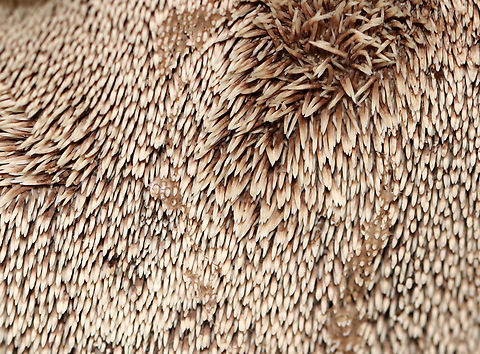 Bitter Hedgehog - Hydnellum scabrosum *Tentative ID based on the blue stipes

Habitat: Growing near the edge of a pond in a shady, mossy deciduous forest with lots of oak (Quercus sp.)

https://www.jungledragon.com/image/135582/bitter_hedgehog_-_hydnellum_scabrosum.html
https://www.jungledragon.com/image/135588/bitter_hedgehog_-_hydnellum_scabrosum.html
https://www.jungledragon.com/image/135587/bitter_hedgehog_-_hydnellum_scabrosum.html
https://www.jungledragon.com/image/135586/bitter_hedgehog_-_hydnellum_scabrosum.html
https://www.jungledragon.com/image/135585/bitter_hedgehog_-_hydnellum_scabrosum.html
https://www.jungledragon.com/image/135584/bitter_hedgehog_-_hydnellum_scabrosum.html Bitter Hedgehog,Geotagged,Hydnellum scabrosum,Summer,United States