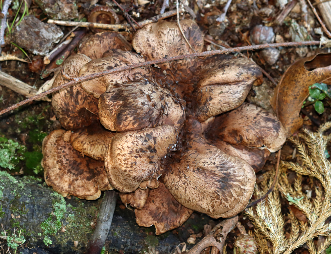 Bitter Hedgehog - Hydnellum scabrosum *Tentative ID based on the blue stipes<br />
<br />
Habitat: Growing near the edge of a pond in a shady, mossy deciduous forest with lots of oak (Quercus sp.)<br />
<figure class="photo"><a href="https://www.jungledragon.com/image/135582/bitter_hedgehog_-_hydnellum_scabrosum.html" title="Bitter Hedgehog - Hydnellum scabrosum"><img src="https://s3.amazonaws.com/media.jungledragon.com/images/3232/135582_thumb.jpg?AWSAccessKeyId=05GMT0V3GWVNE7GGM1R2&Expires=1759968010&Signature=%2BUpi91sqyFxbKKSCXP8AjljvvSc%3D" width="200" height="148" alt="Bitter Hedgehog - Hydnellum scabrosum *Tentative ID based on the blue stipes<br />
<br />
Habitat: Growing near the edge of a pond in a shady, mossy deciduous forest with lots of oak (Quercus sp.)<br />
<br />
https://www.jungledragon.com/image/135582/bitter_hedgehog_-_hydnellum_scabrosum.html<br />
https://www.jungledragon.com/image/135588/bitter_hedgehog_-_hydnellum_scabrosum.html<br />
https://www.jungledragon.com/image/135587/bitter_hedgehog_-_hydnellum_scabrosum.html<br />
https://www.jungledragon.com/image/135586/bitter_hedgehog_-_hydnellum_scabrosum.html<br />
https://www.jungledragon.com/image/135585/bitter_hedgehog_-_hydnellum_scabrosum.html<br />
https://www.jungledragon.com/image/135584/bitter_hedgehog_-_hydnellum_scabrosum.html Bitter Hedgehog,Geotagged,Hydnellum scabrosum,Summer,United States" /></a></figure><br />
<figure class="photo"><a href="https://www.jungledragon.com/image/135588/bitter_hedgehog_-_hydnellum_scabrosum.html" title="Bitter Hedgehog - Hydnellum scabrosum"><img src="https://s3.amazonaws.com/media.jungledragon.com/images/3232/135588_thumb.jpg?AWSAccessKeyId=05GMT0V3GWVNE7GGM1R2&Expires=1759968010&Signature=mXLrw83rF7%2BN6MajpPlc2ymgU9c%3D" width="114" height="152" alt="Bitter Hedgehog - Hydnellum scabrosum *Tentative ID based on the blue stipes<br />
<br />
Habitat: Growing near the edge of a pond in a shady, mossy deciduous forest with lots of oak (Quercus sp.)<br />
https://www.jungledragon.com/image/135582/bitter_hedgehog_-_hydnellum_scabrosum.html<br />
https://www.jungledragon.com/image/135588/bitter_hedgehog_-_hydnellum_scabrosum.html<br />
https://www.jungledragon.com/image/135587/bitter_hedgehog_-_hydnellum_scabrosum.html<br />
https://www.jungledragon.com/image/135586/bitter_hedgehog_-_hydnellum_scabrosum.html<br />
https://www.jungledragon.com/image/135585/bitter_hedgehog_-_hydnellum_scabrosum.html<br />
https://www.jungledragon.com/image/135584/bitter_hedgehog_-_hydnellum_scabrosum.html Bitter Hedgehog,Geotagged,Hydnellum scabrosum,Summer,United States" /></a></figure><br />
<figure class="photo"><a href="https://www.jungledragon.com/image/135587/bitter_hedgehog_-_hydnellum_scabrosum.html" title="Bitter Hedgehog - Hydnellum scabrosum"><img src="https://s3.amazonaws.com/media.jungledragon.com/images/3232/135587_thumb.jpg?AWSAccessKeyId=05GMT0V3GWVNE7GGM1R2&Expires=1759968010&Signature=pQpK0F4YU7IXrQRJpLICxv0eyhg%3D" width="102" height="152" alt="Bitter Hedgehog - Hydnellum scabrosum *Tentative ID based on the blue stipes<br />
<br />
Habitat: Growing near the edge of a pond in a shady, mossy deciduous forest with lots of oak (Quercus sp.)<br />
https://www.jungledragon.com/image/135582/bitter_hedgehog_-_hydnellum_scabrosum.html<br />
https://www.jungledragon.com/image/135588/bitter_hedgehog_-_hydnellum_scabrosum.html<br />
https://www.jungledragon.com/image/135587/bitter_hedgehog_-_hydnellum_scabrosum.html<br />
https://www.jungledragon.com/image/135586/bitter_hedgehog_-_hydnellum_scabrosum.html<br />
https://www.jungledragon.com/image/135585/bitter_hedgehog_-_hydnellum_scabrosum.html<br />
https://www.jungledragon.com/image/135584/bitter_hedgehog_-_hydnellum_scabrosum.html Geotagged,Hydnellum scabrosum,Hydnellum scabrosum3,Summer,United States" /></a></figure><br />
<figure class="photo"><a href="https://www.jungledragon.com/image/135586/bitter_hedgehog_-_hydnellum_scabrosum.html" title="Bitter Hedgehog - Hydnellum scabrosum"><img src="https://s3.amazonaws.com/media.jungledragon.com/images/3232/135586_thumb.jpg?AWSAccessKeyId=05GMT0V3GWVNE7GGM1R2&Expires=1759968010&Signature=6ueAcD2FWbP02M%2BWqQB28Le14jc%3D" width="106" height="152" alt="Bitter Hedgehog - Hydnellum scabrosum *Tentative ID based on the blue stipes<br />
<br />
Habitat: Growing near the edge of a pond in a shady, mossy deciduous forest with lots of oak (Quercus sp.)<br />
https://www.jungledragon.com/image/135582/bitter_hedgehog_-_hydnellum_scabrosum.html<br />
https://www.jungledragon.com/image/135588/bitter_hedgehog_-_hydnellum_scabrosum.html<br />
https://www.jungledragon.com/image/135587/bitter_hedgehog_-_hydnellum_scabrosum.html<br />
https://www.jungledragon.com/image/135586/bitter_hedgehog_-_hydnellum_scabrosum.html<br />
https://www.jungledragon.com/image/135585/bitter_hedgehog_-_hydnellum_scabrosum.html<br />
https://www.jungledragon.com/image/135584/bitter_hedgehog_-_hydnellum_scabrosum.html Geotagged,Hydnellum,Hydnellum scabrosum,Summer,United States,fungus,mushroom,tooth fungus" /></a></figure><br />
<figure class="photo"><a href="https://www.jungledragon.com/image/135585/bitter_hedgehog_-_hydnellum_scabrosum.html" title="Bitter Hedgehog - Hydnellum scabrosum"><img src="https://s3.amazonaws.com/media.jungledragon.com/images/3232/135585_thumb.jpg?AWSAccessKeyId=05GMT0V3GWVNE7GGM1R2&Expires=1759968010&Signature=Gw9zTqKAT319aHWZ8ErAgLW9zm0%3D" width="118" height="152" alt="Bitter Hedgehog - Hydnellum scabrosum *Tentative ID based on the blue stipes<br />
<br />
Habitat: Growing near the edge of a pond in a shady, mossy deciduous forest with lots of oak (Quercus sp.)<br />
https://www.jungledragon.com/image/135582/bitter_hedgehog_-_hydnellum_scabrosum.html<br />
https://www.jungledragon.com/image/135588/bitter_hedgehog_-_hydnellum_scabrosum.html<br />
https://www.jungledragon.com/image/135587/bitter_hedgehog_-_hydnellum_scabrosum.html<br />
https://www.jungledragon.com/image/135586/bitter_hedgehog_-_hydnellum_scabrosum.html<br />
https://www.jungledragon.com/image/135585/bitter_hedgehog_-_hydnellum_scabrosum.html<br />
https://www.jungledragon.com/image/135584/bitter_hedgehog_-_hydnellum_scabrosum.html Geotagged,Hydnellum scabrosum,Summer,United States" /></a></figure><br />
<figure class="photo"><a href="https://www.jungledragon.com/image/135584/bitter_hedgehog_-_hydnellum_scabrosum.html" title="Bitter Hedgehog - Hydnellum scabrosum"><img src="https://s3.amazonaws.com/media.jungledragon.com/images/3232/135584_thumb.jpg?AWSAccessKeyId=05GMT0V3GWVNE7GGM1R2&Expires=1759968010&Signature=ZwoewBgXZmoAy06YD8B%2FMIvcPuM%3D" width="200" height="154" alt="Bitter Hedgehog - Hydnellum scabrosum *Tentative ID based on the blue stipes<br />
<br />
Habitat: Growing near the edge of a pond in a shady, mossy deciduous forest with lots of oak (Quercus sp.)<br />
https://www.jungledragon.com/image/135582/bitter_hedgehog_-_hydnellum_scabrosum.html<br />
https://www.jungledragon.com/image/135588/bitter_hedgehog_-_hydnellum_scabrosum.html<br />
https://www.jungledragon.com/image/135587/bitter_hedgehog_-_hydnellum_scabrosum.html<br />
https://www.jungledragon.com/image/135586/bitter_hedgehog_-_hydnellum_scabrosum.html<br />
https://www.jungledragon.com/image/135585/bitter_hedgehog_-_hydnellum_scabrosum.html<br />
https://www.jungledragon.com/image/135584/bitter_hedgehog_-_hydnellum_scabrosum.html Geotagged,Hydnellum scabrosum,Summer,United States" /></a></figure> Geotagged,Hydnellum scabrosum,Summer,United States