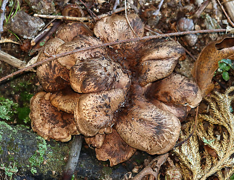 Bitter Hedgehog - Hydnellum scabrosum *Tentative ID based on the blue stipes

Habitat: Growing near the edge of a pond in a shady, mossy deciduous forest with lots of oak (Quercus sp.)
https://www.jungledragon.com/image/135582/bitter_hedgehog_-_hydnellum_scabrosum.html
https://www.jungledragon.com/image/135588/bitter_hedgehog_-_hydnellum_scabrosum.html
https://www.jungledragon.com/image/135587/bitter_hedgehog_-_hydnellum_scabrosum.html
https://www.jungledragon.com/image/135586/bitter_hedgehog_-_hydnellum_scabrosum.html
https://www.jungledragon.com/image/135585/bitter_hedgehog_-_hydnellum_scabrosum.html
https://www.jungledragon.com/image/135584/bitter_hedgehog_-_hydnellum_scabrosum.html Geotagged,Hydnellum scabrosum,Summer,United States
