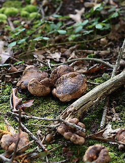 Bitter Hedgehog - Hydnellum scabrosum *Tentative ID based on the blue stipes

Habitat: Growing near the edge of a pond in a shady, mossy deciduous forest with lots of oak (Quercus sp.)
https://www.jungledragon.com/image/135582/bitter_hedgehog_-_hydnellum_scabrosum.html
https://www.jungledragon.com/image/135588/bitter_hedgehog_-_hydnellum_scabrosum.html
https://www.jungledragon.com/image/135587/bitter_hedgehog_-_hydnellum_scabrosum.html
https://www.jungledragon.com/image/135586/bitter_hedgehog_-_hydnellum_scabrosum.html
https://www.jungledragon.com/image/135585/bitter_hedgehog_-_hydnellum_scabrosum.html
https://www.jungledragon.com/image/135584/bitter_hedgehog_-_hydnellum_scabrosum.html Geotagged,Hydnellum scabrosum,Summer,United States